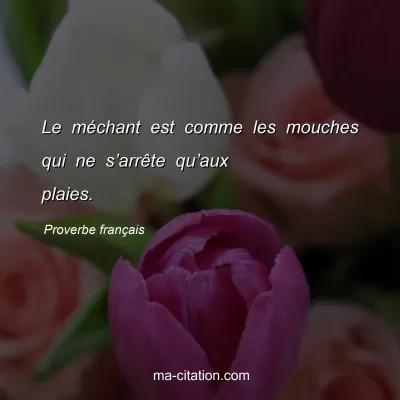 Proverbe franÃ§ais : Le mÃ©chant est comme les mouches qui ne sâ€™arrÃªte quâ€™aux plaies.